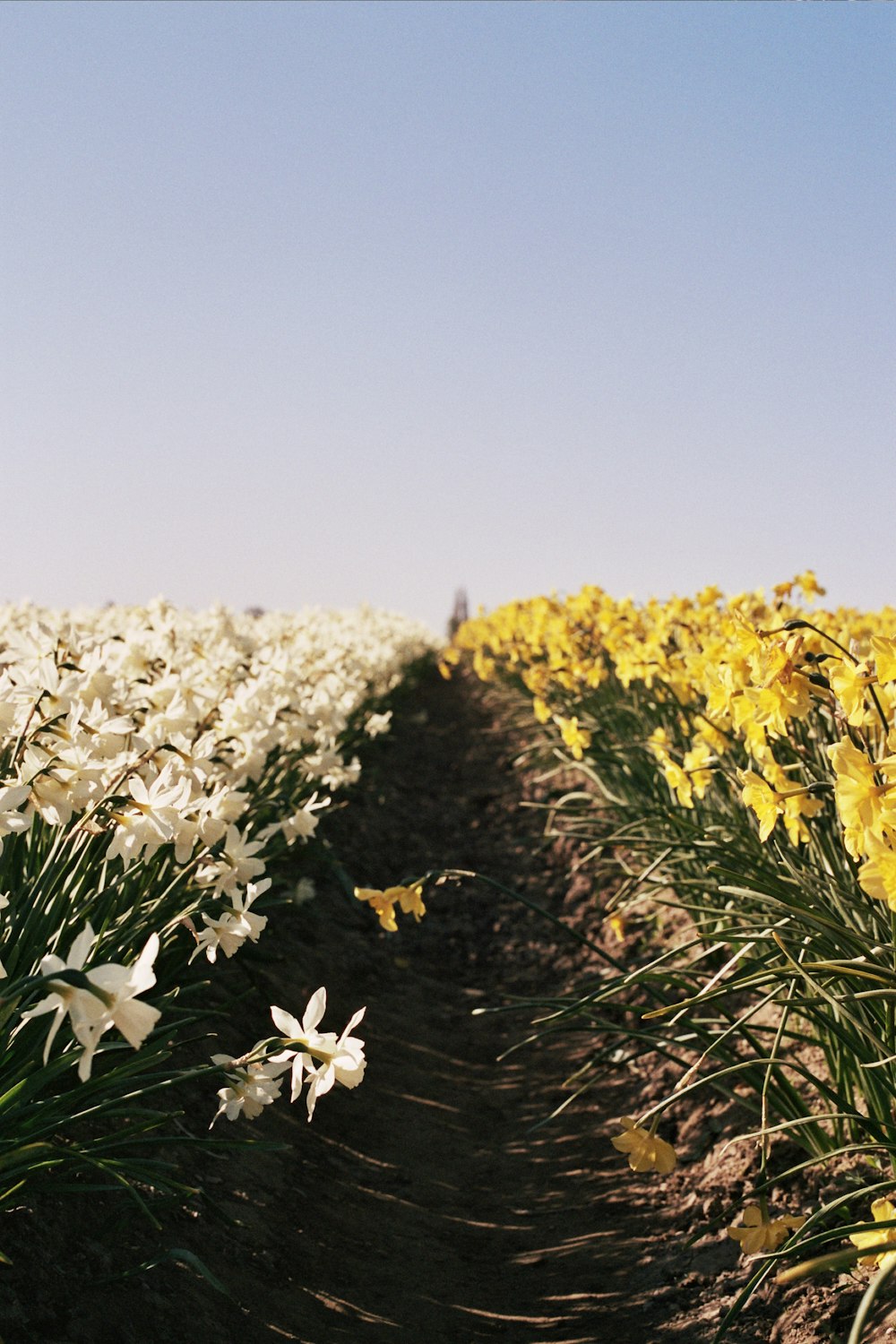 flores blancas y plantas verdes bajo el cielo blanco durante el día