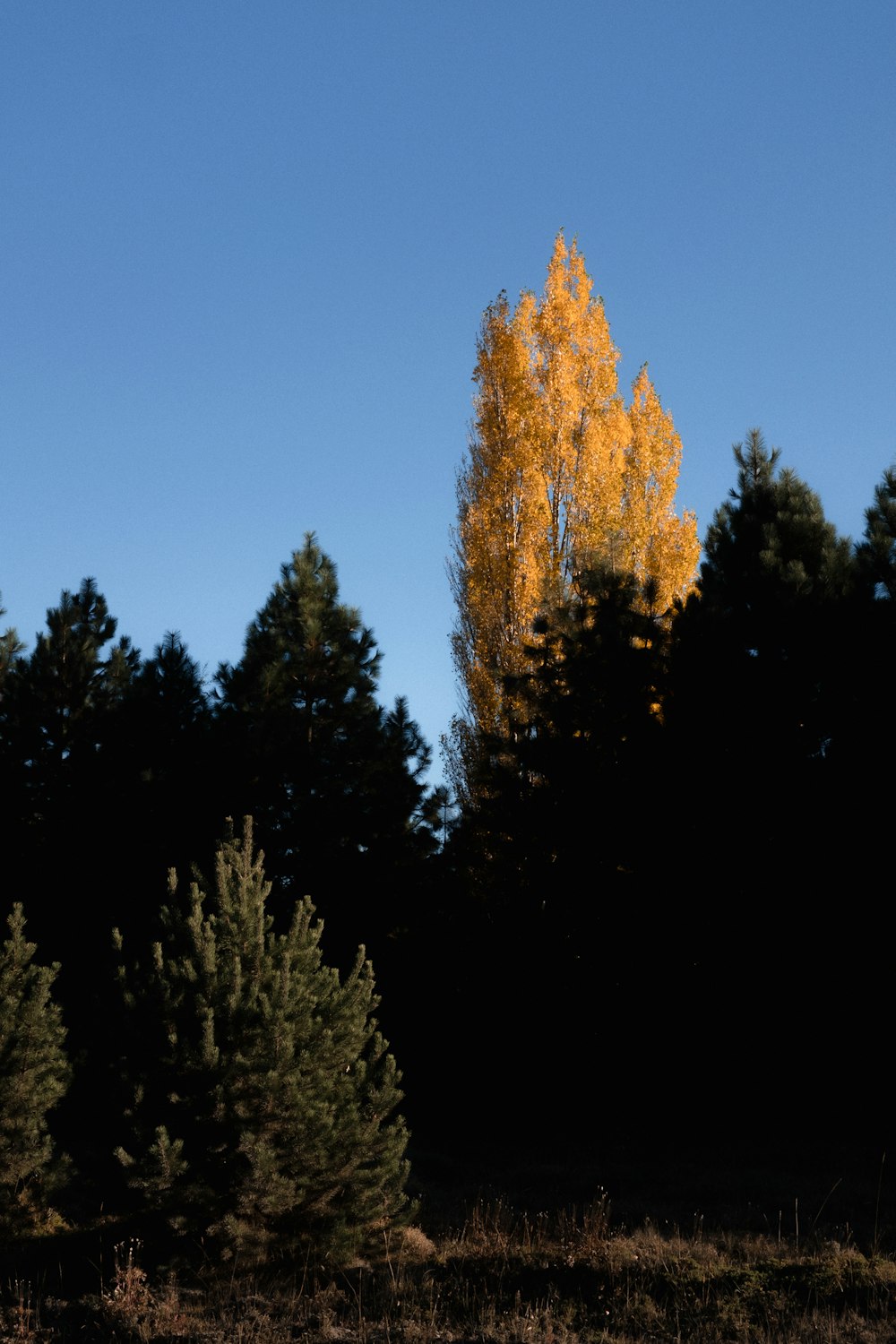 Grüne Bäume unter blauem Himmel tagsüber