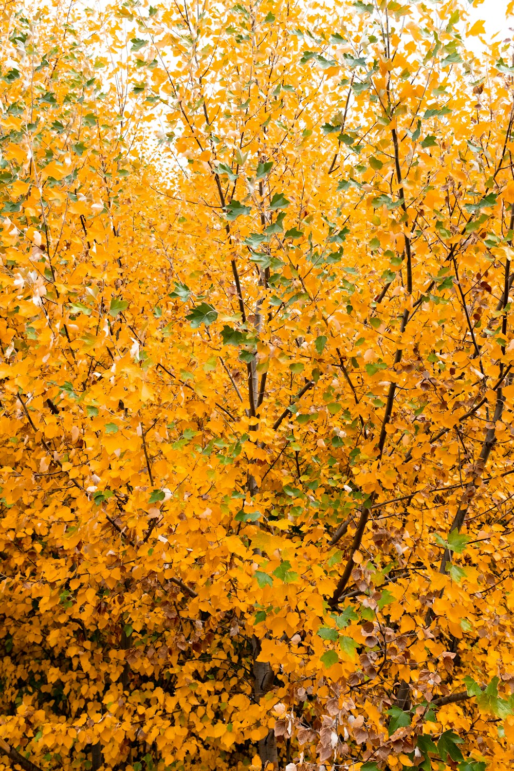 yellow and brown maple leaves