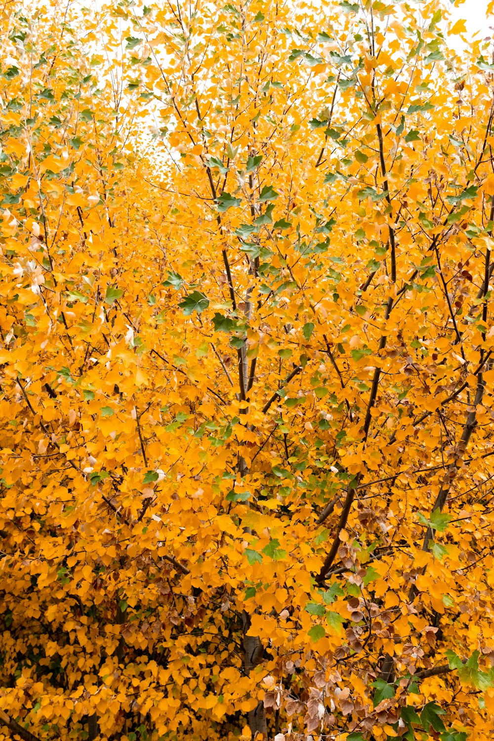 feuilles d’érable jaunes et brunes