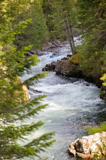 river in the middle of forest during daytime