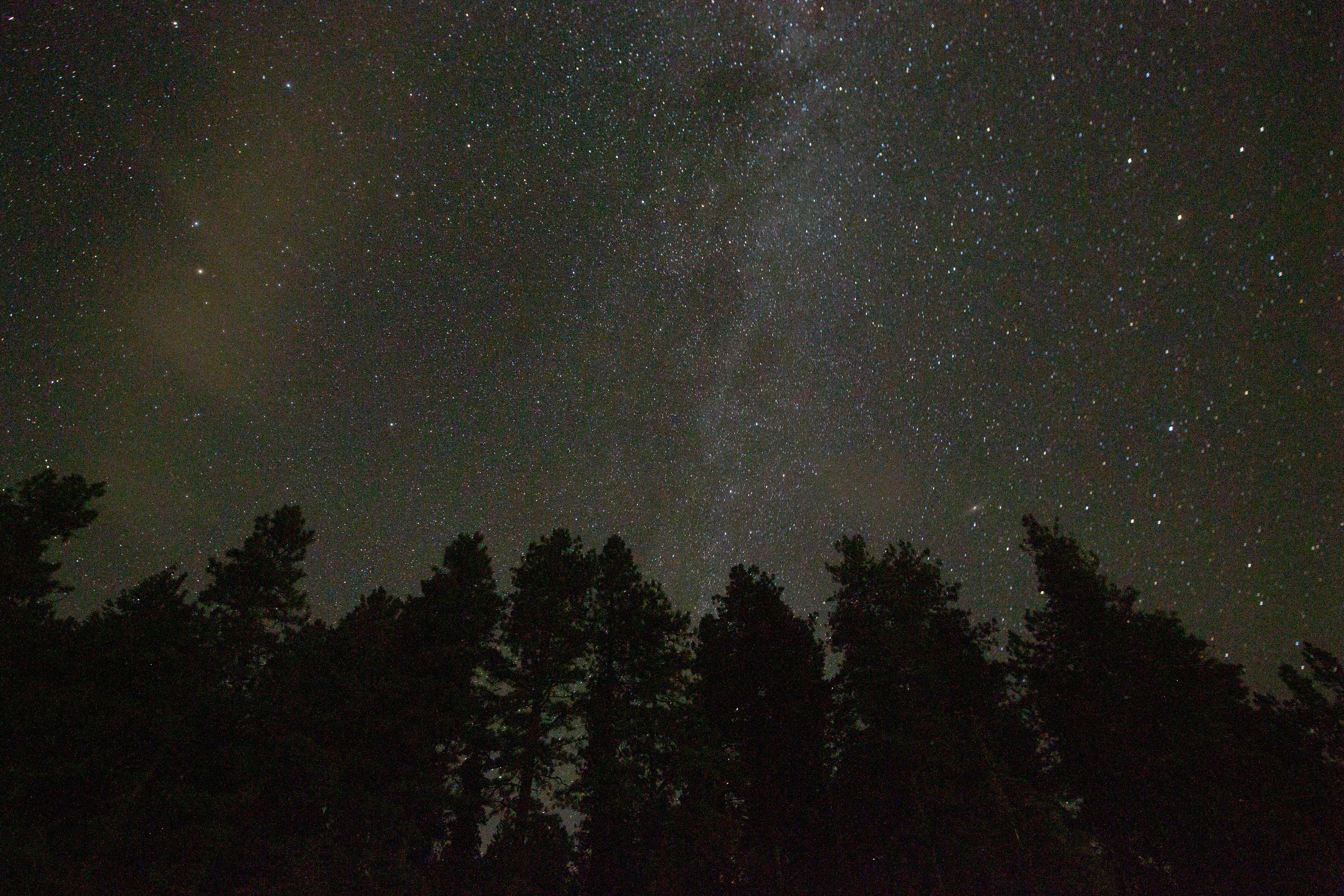 silhouette of trees under starry night, Long exposure shot of the milky way in North Idaho with trees in the foreground.
