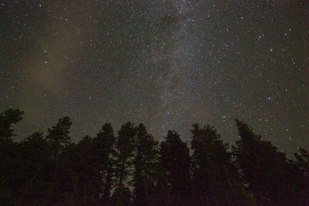 silhouette of trees under starry night