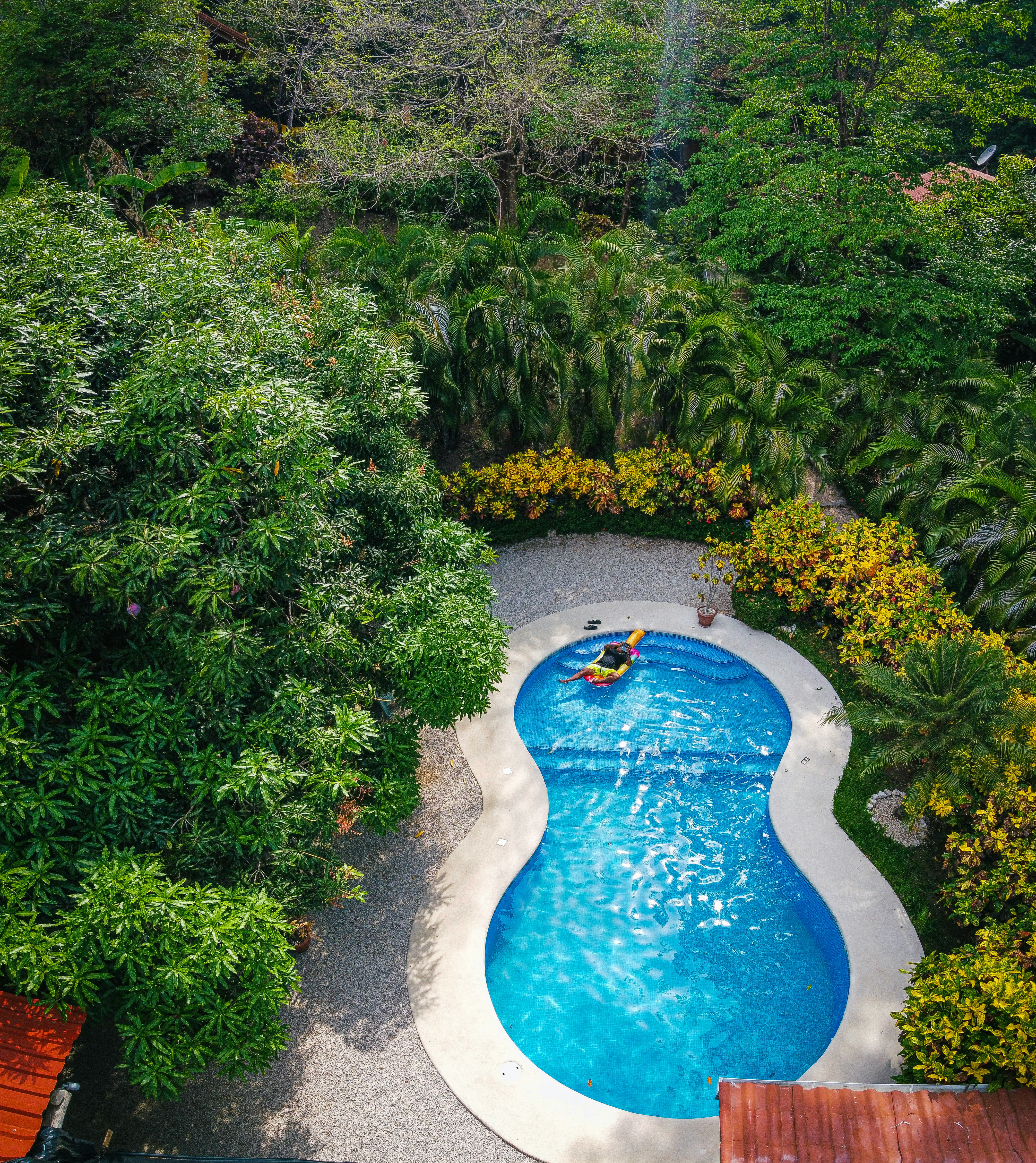 blue swimming pool surrounded by green plants