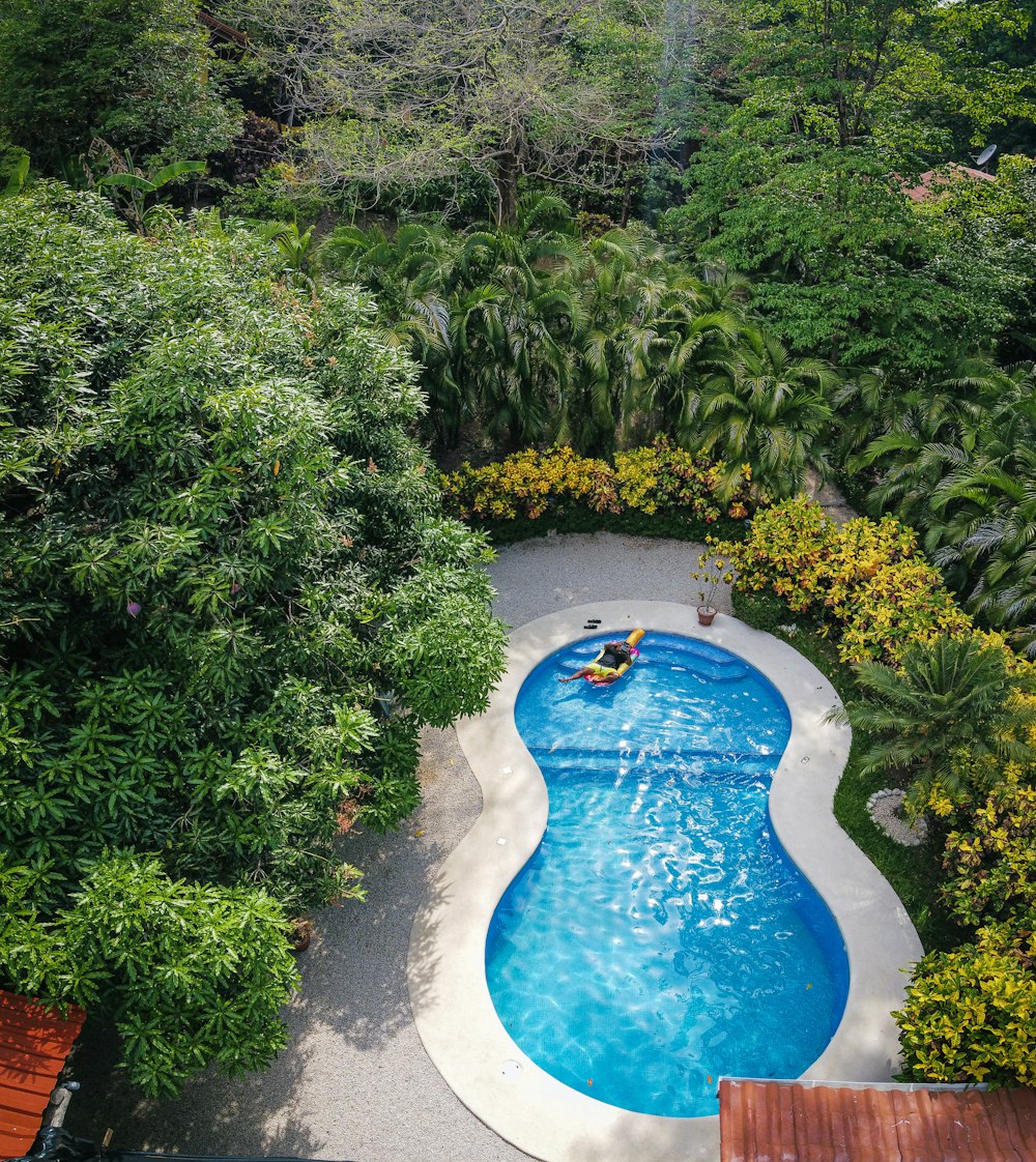 blue swimming pool surrounded by green plants