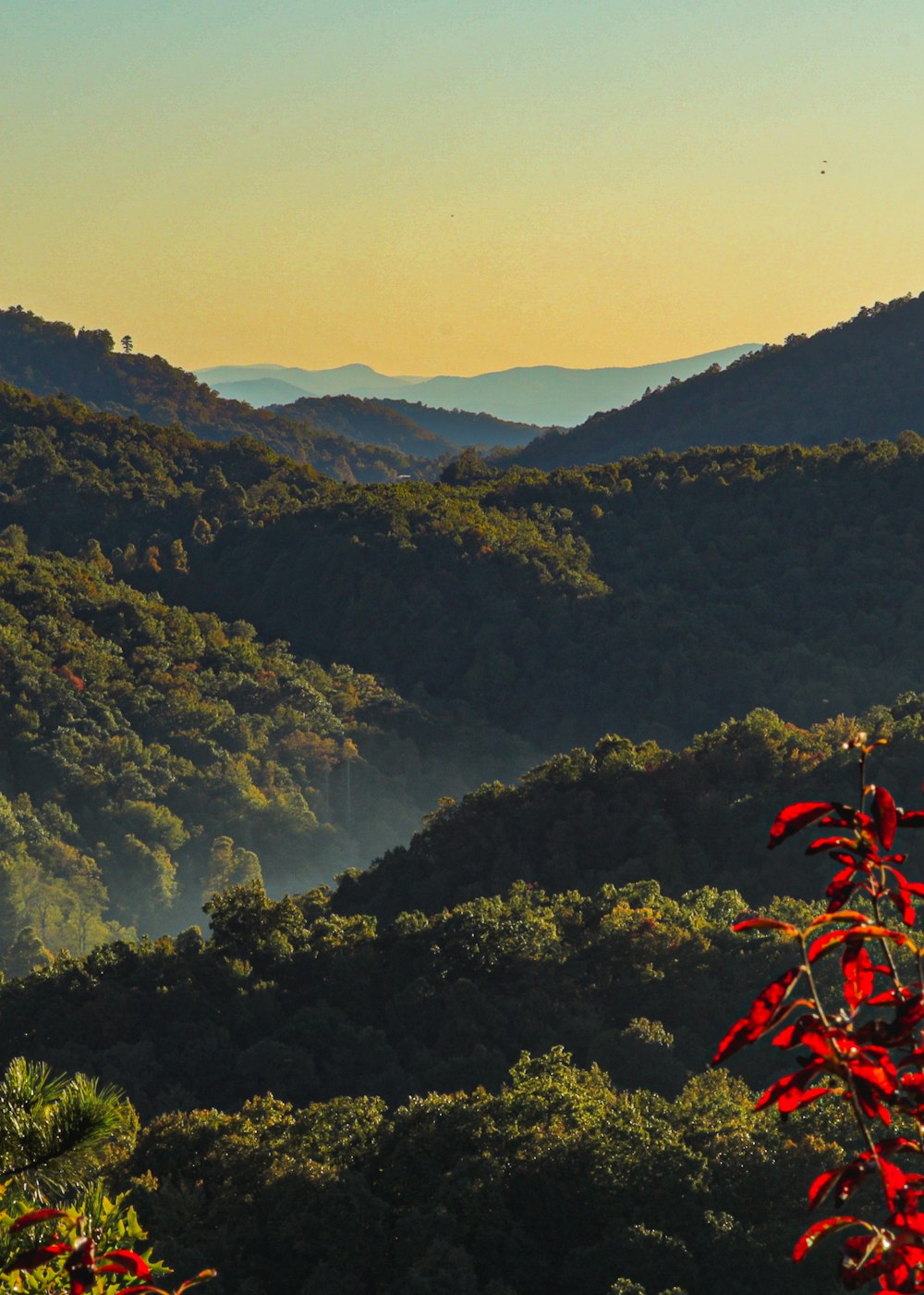 green trees on mountain during daytime