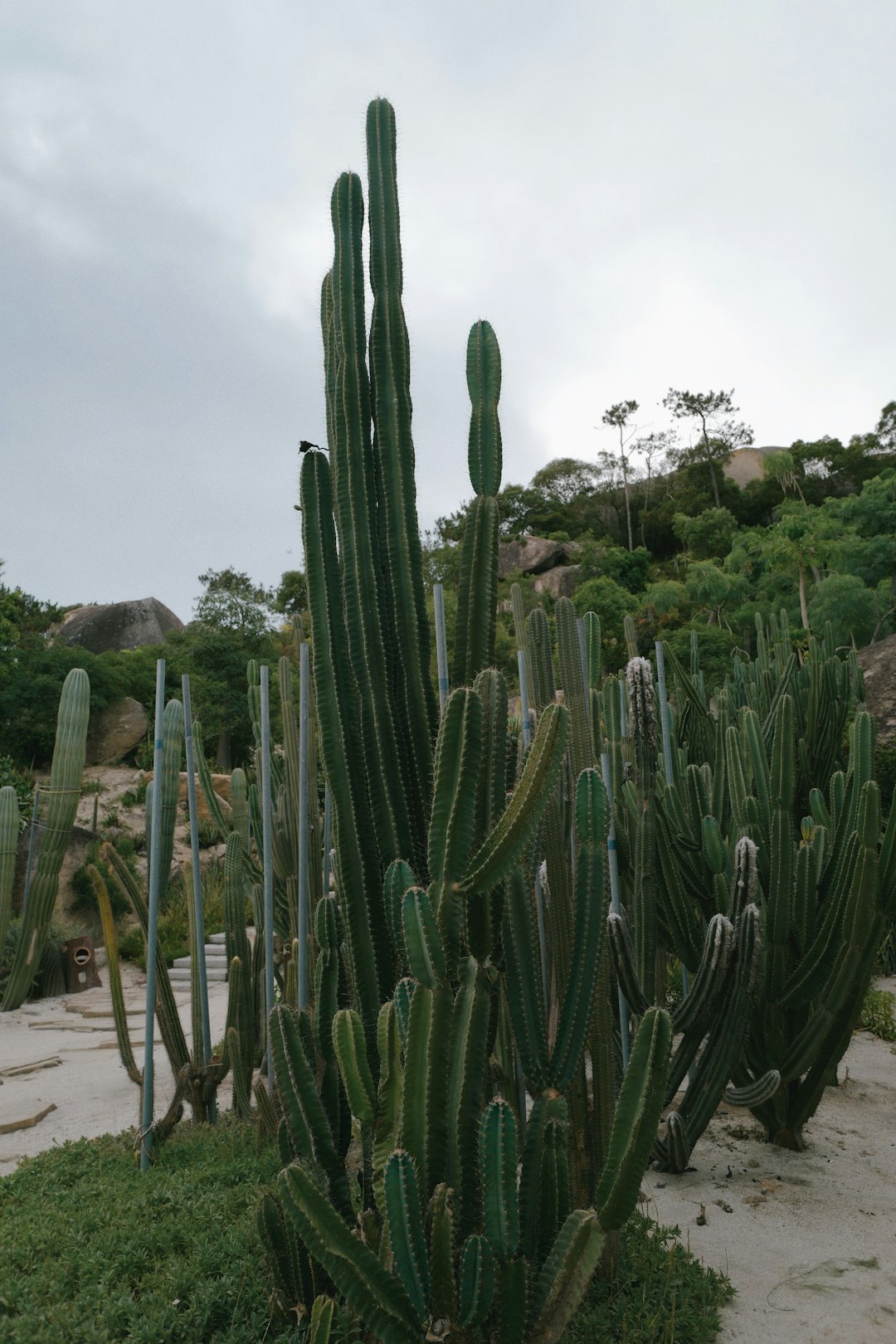 green cactus plants on brown soil during daytime