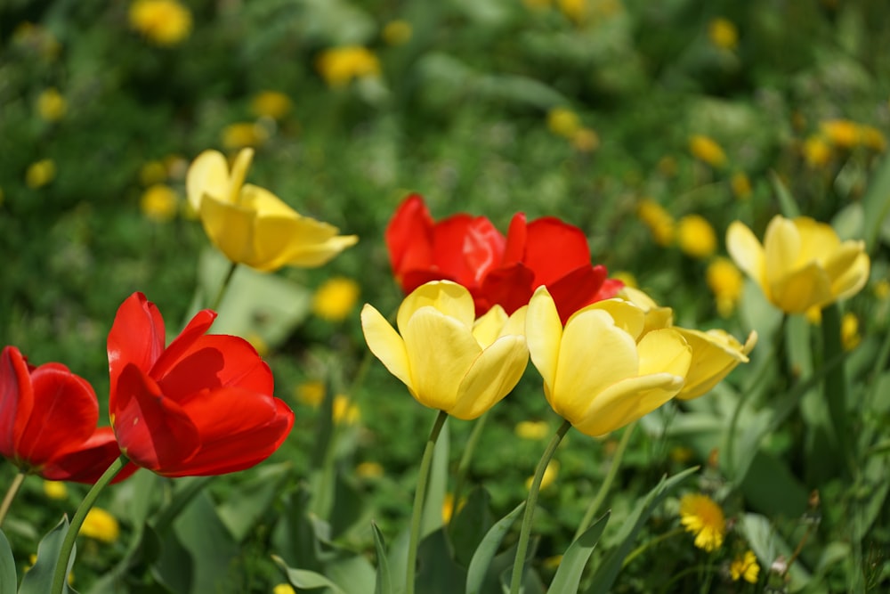 red and yellow tulips in bloom during daytime