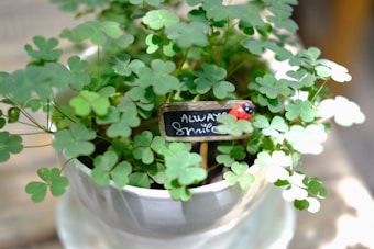 A lush green plant with clover-like leaves fills a white pot, accompanied by a small black sign with the message 'Always Smile' written on it. A tiny red ladybug figurine is perched on the sign, adding a whimsical touch to the scene.
