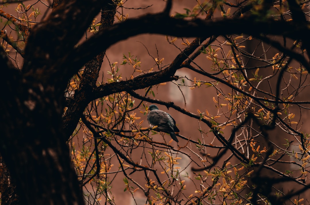 grey bird on brown tree branch during daytime