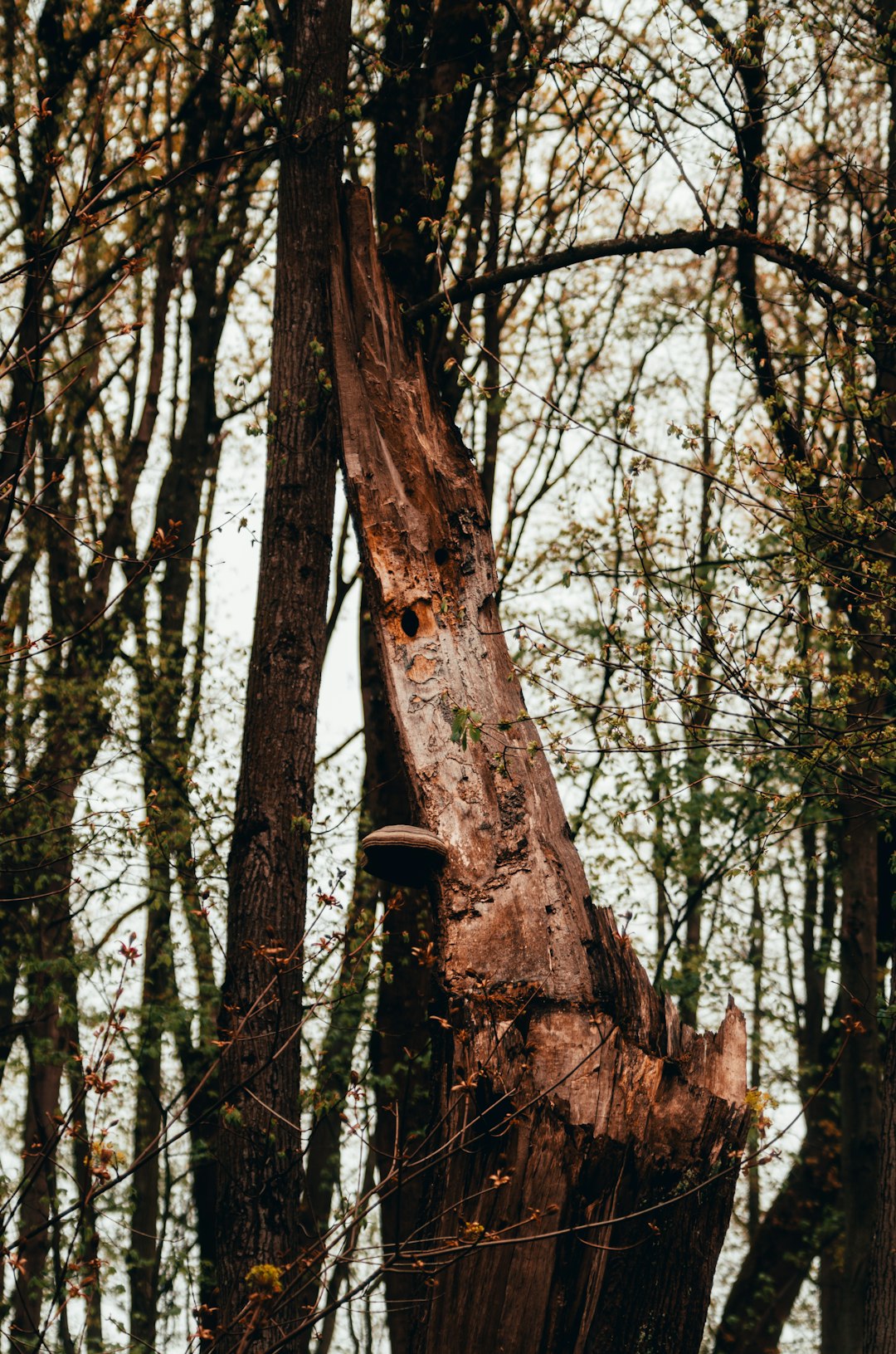 brown tree trunk during daytime