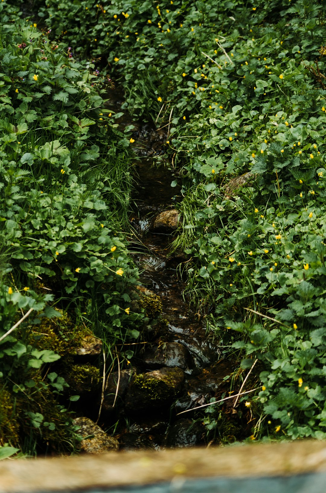 green plants on brown soil