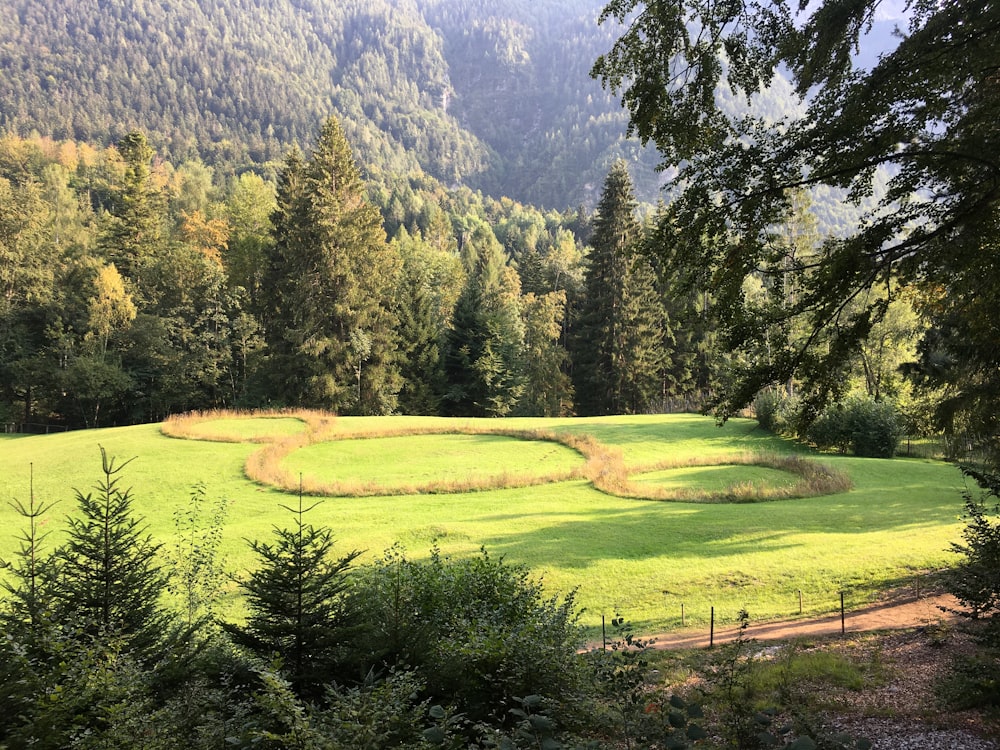 alberi verdi sul campo di erba verde vicino alla montagna durante il giorno