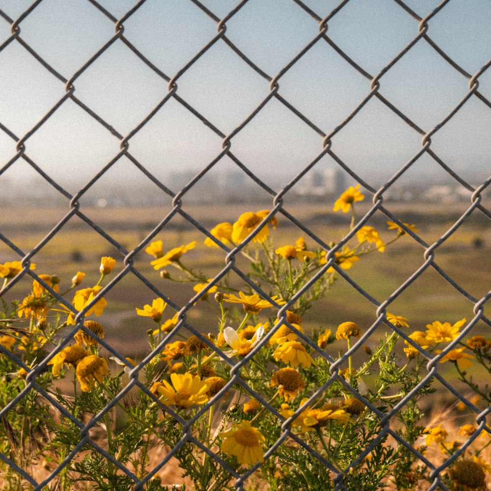 yellow leaves on gray metal fence