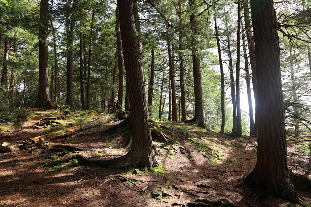 green trees on brown soil during daytime