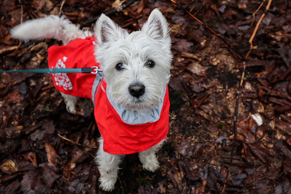 white long coated small dog wearing red shirt