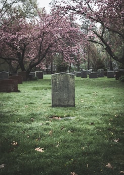 pink cherry blossom tree on green grass field