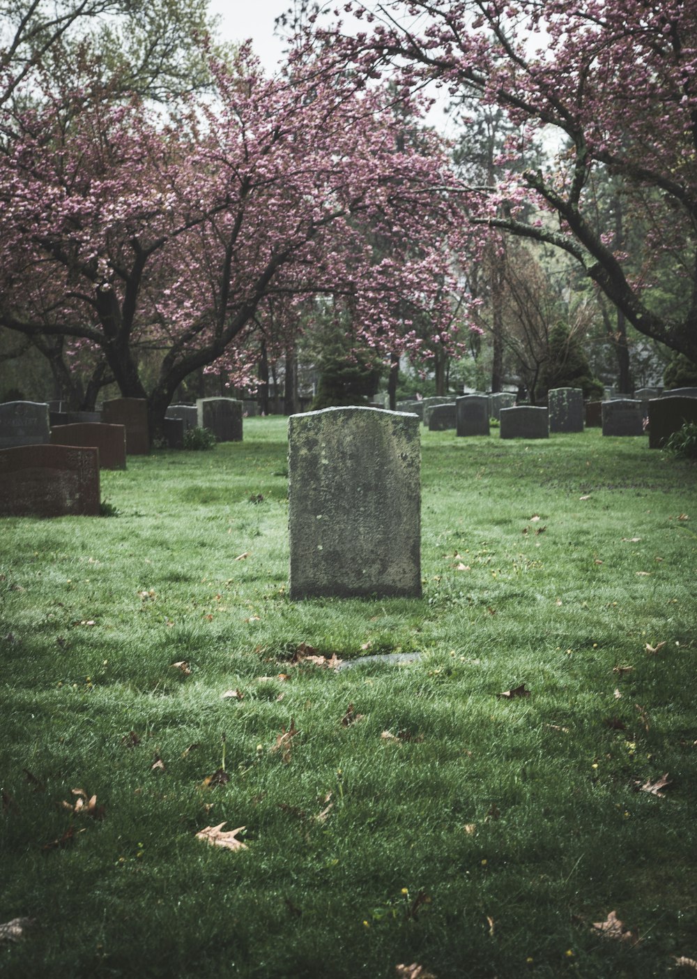 pink cherry blossom tree on green grass field