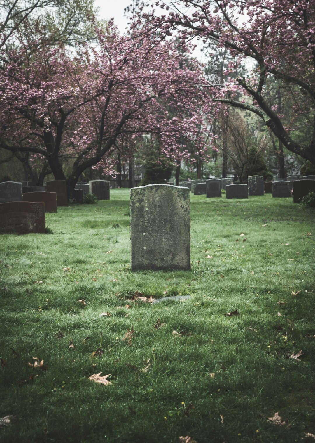 pink cherry blossom tree on green grass field