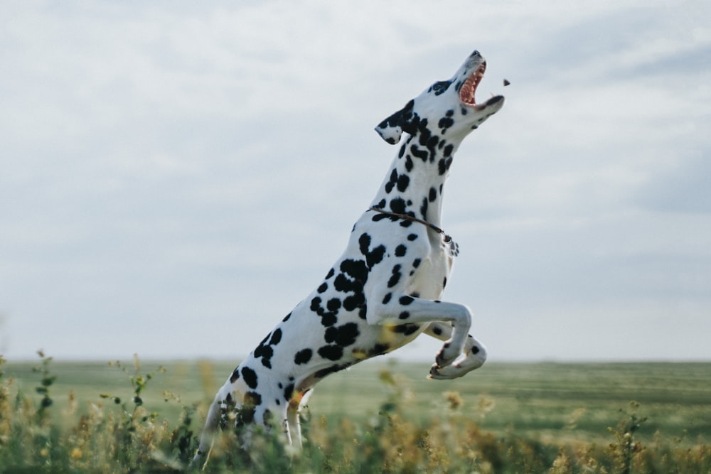 chien dalmatien noir et blanc sur un champ d’herbe verte