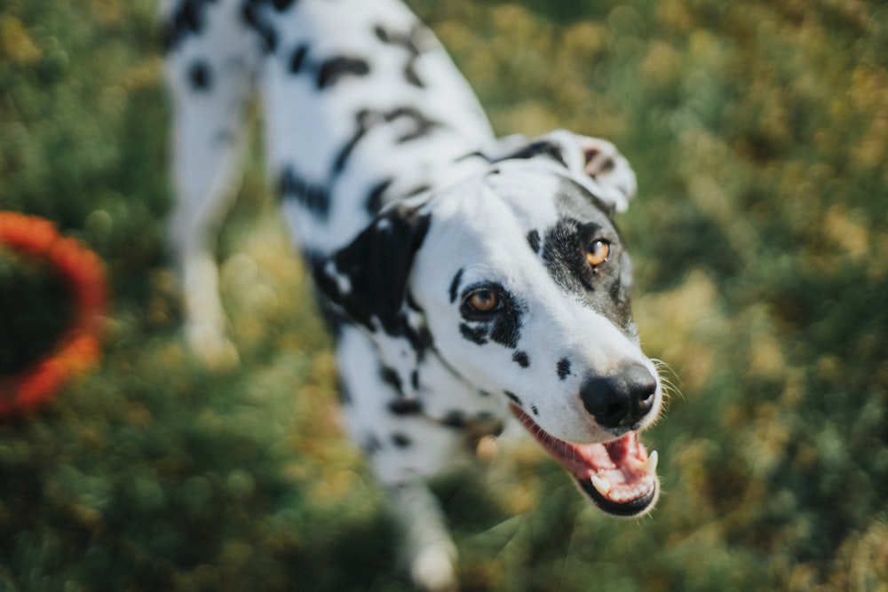 black and white dalmatian dog on green grass field during daytime