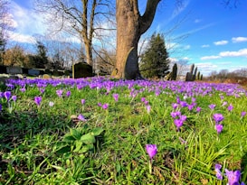 A scenic view of a cemetery with vibrant purple flowers carpeting the ground beneath a large tree. The background features headstones and a clear blue sky with a few scattered clouds. The scene is serene, with the beauty of nature juxtaposing the solemnity of the grave markers.