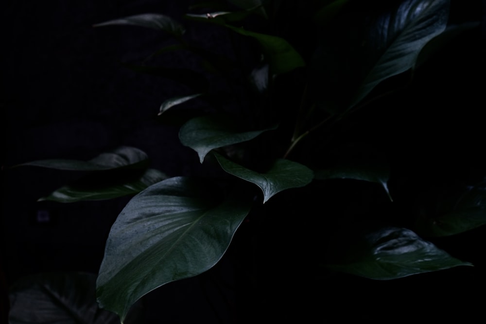 green leaves in dark room