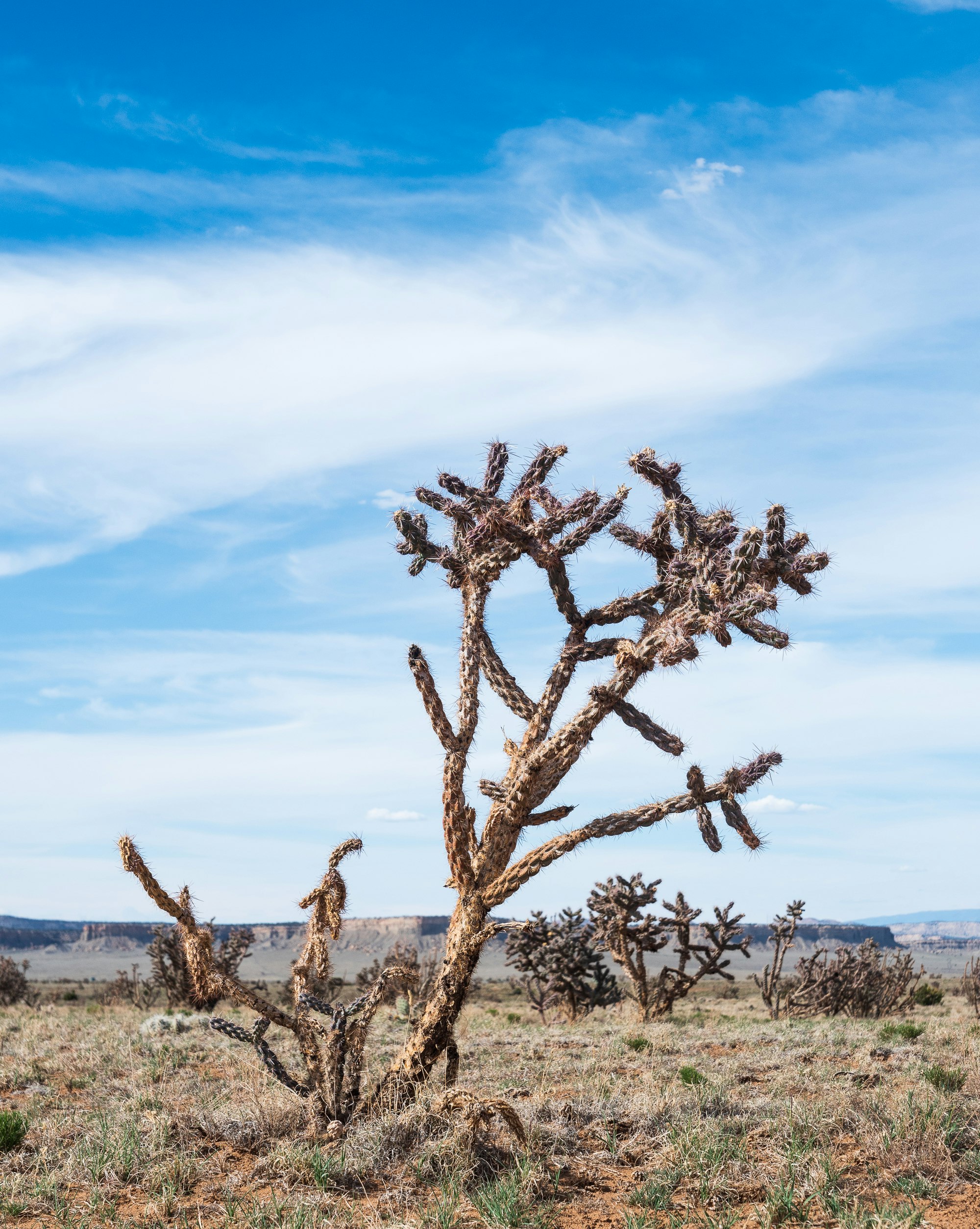 brown tree on brown grass field under blue sky during daytime