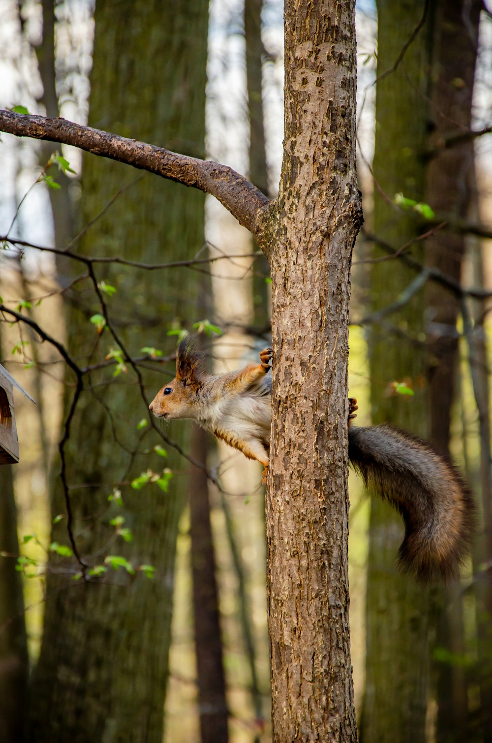 brown squirrel on brown tree branch during daytime