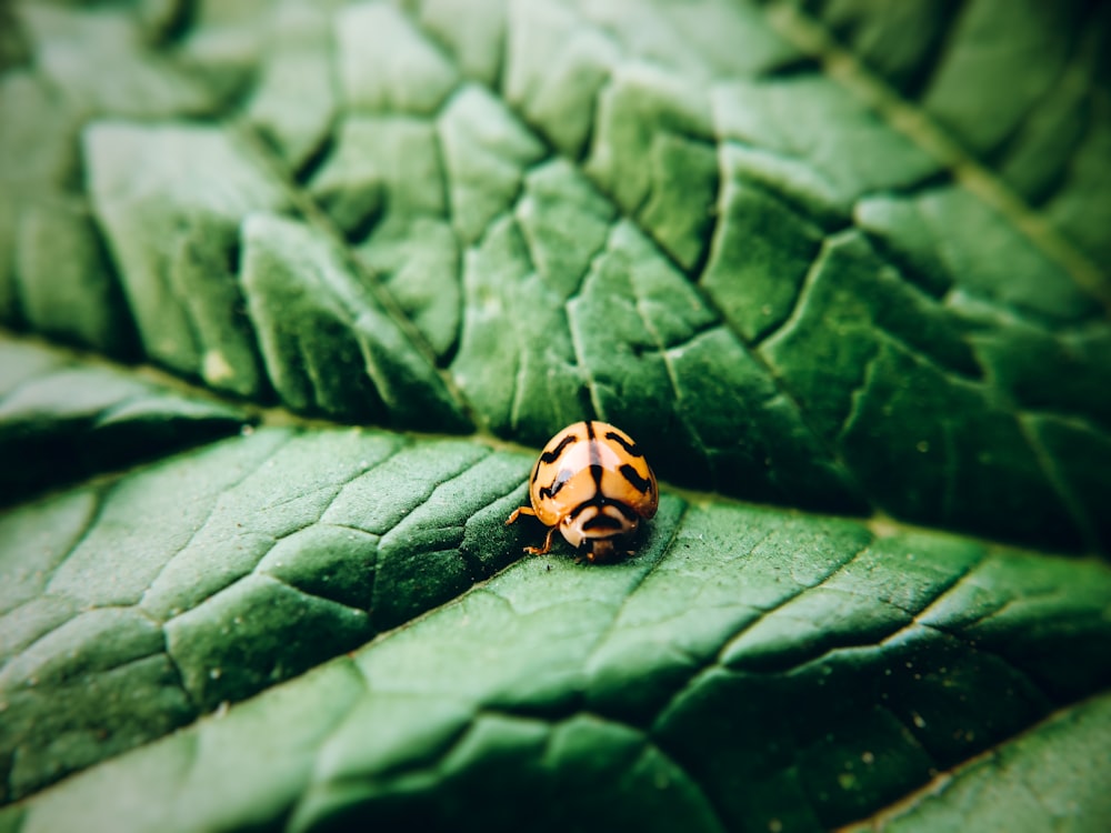 orange and black ladybug on green leaf