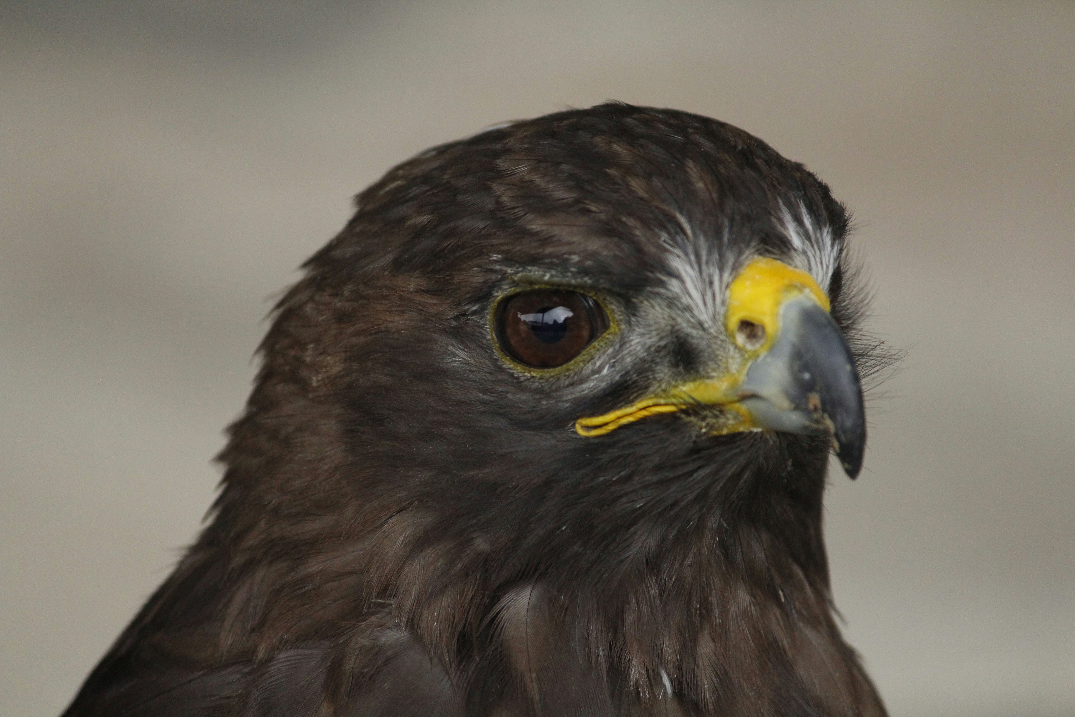 Brown and yellow eagle in close up photography photo Free Mexico