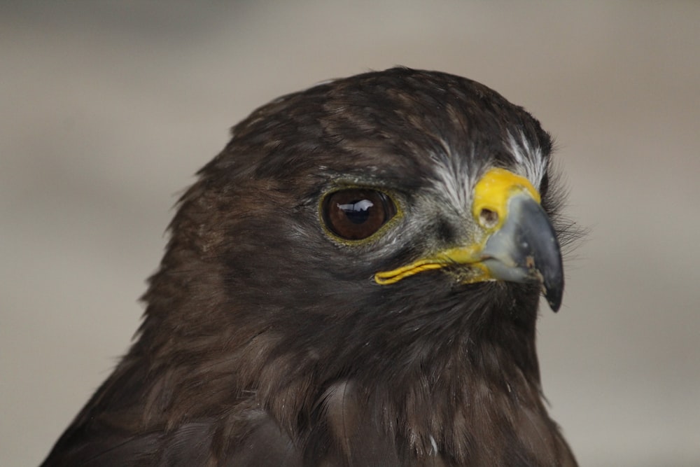 brown and yellow eagle in close up photography