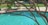A backyard swimming pool with clear blue water, partially shaded by the branches of a tree in the foreground. Patio furniture including cushioned chairs is visible near the pool area, situated on a concrete deck surrounded by green grass.