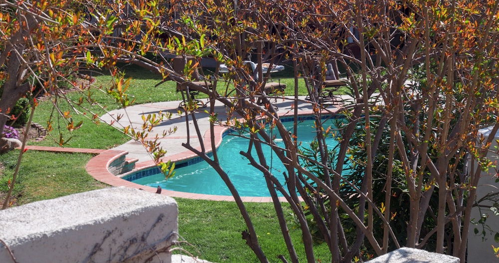 árvore de folha verde perto da piscina durante o dia