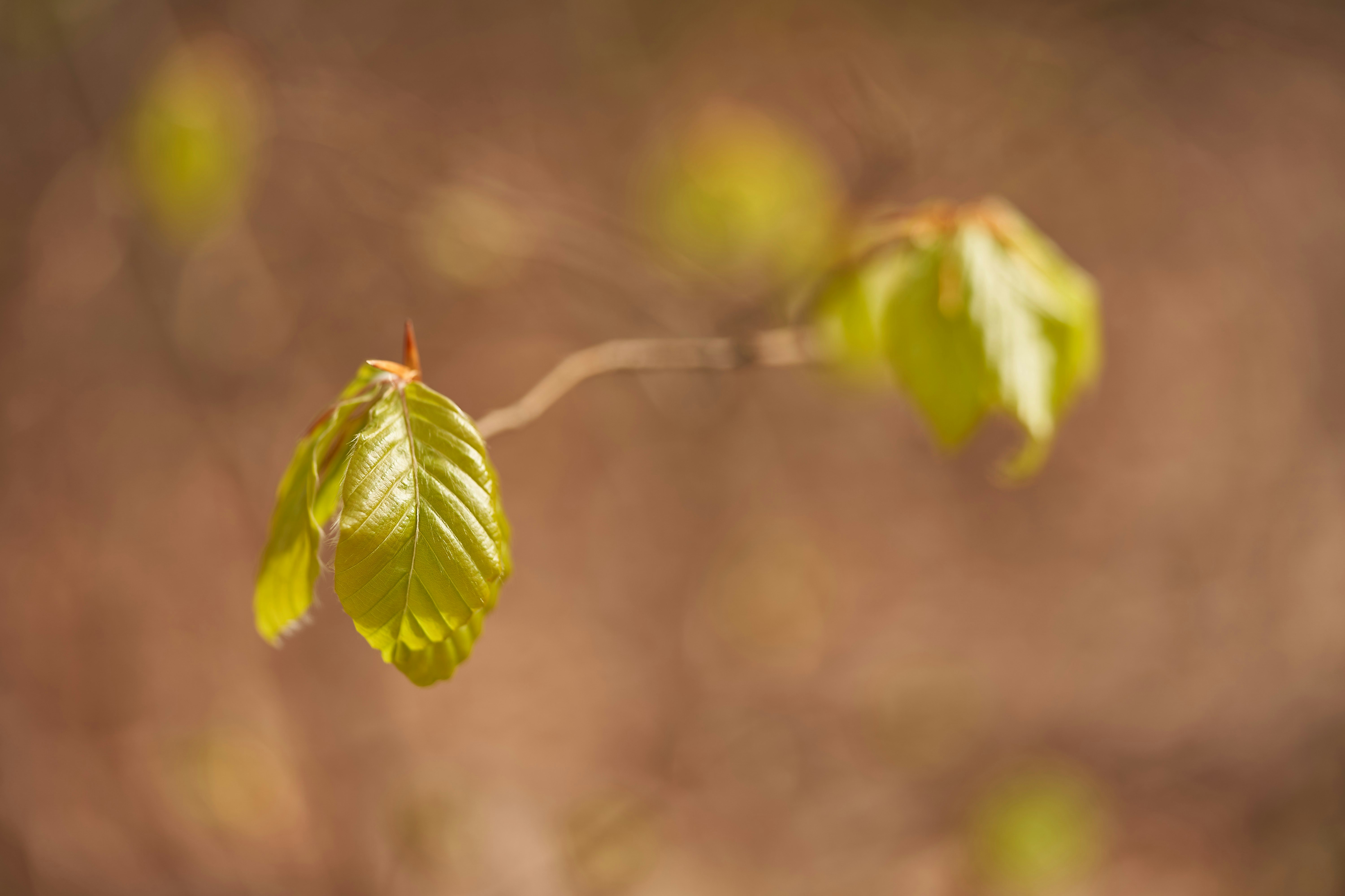 Photo by wolfgang_hasselmann