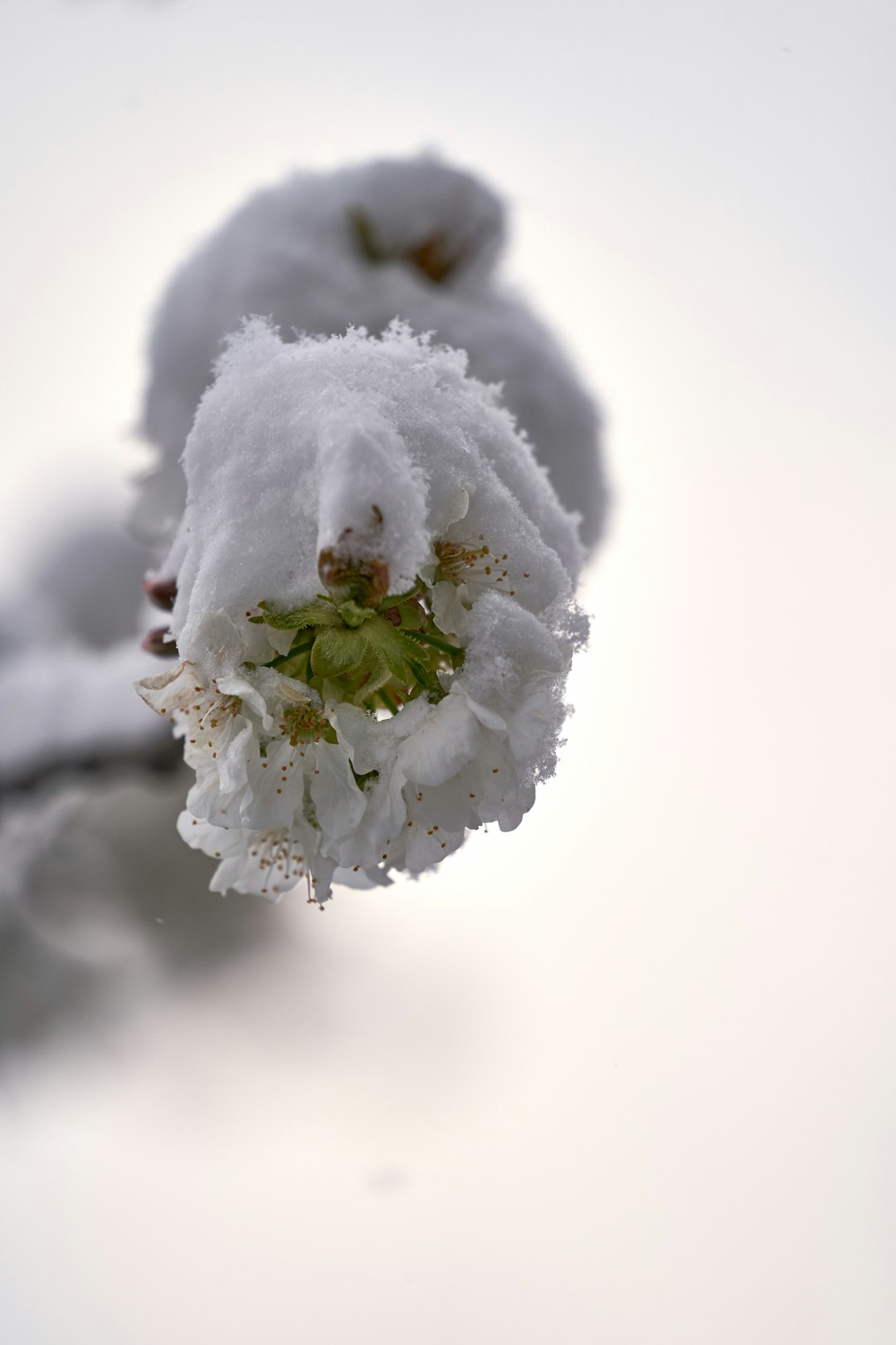 white flower on white snow