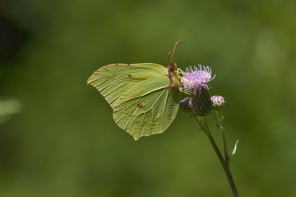 yellow butterfly perched on purple flower in close up photography during daytime