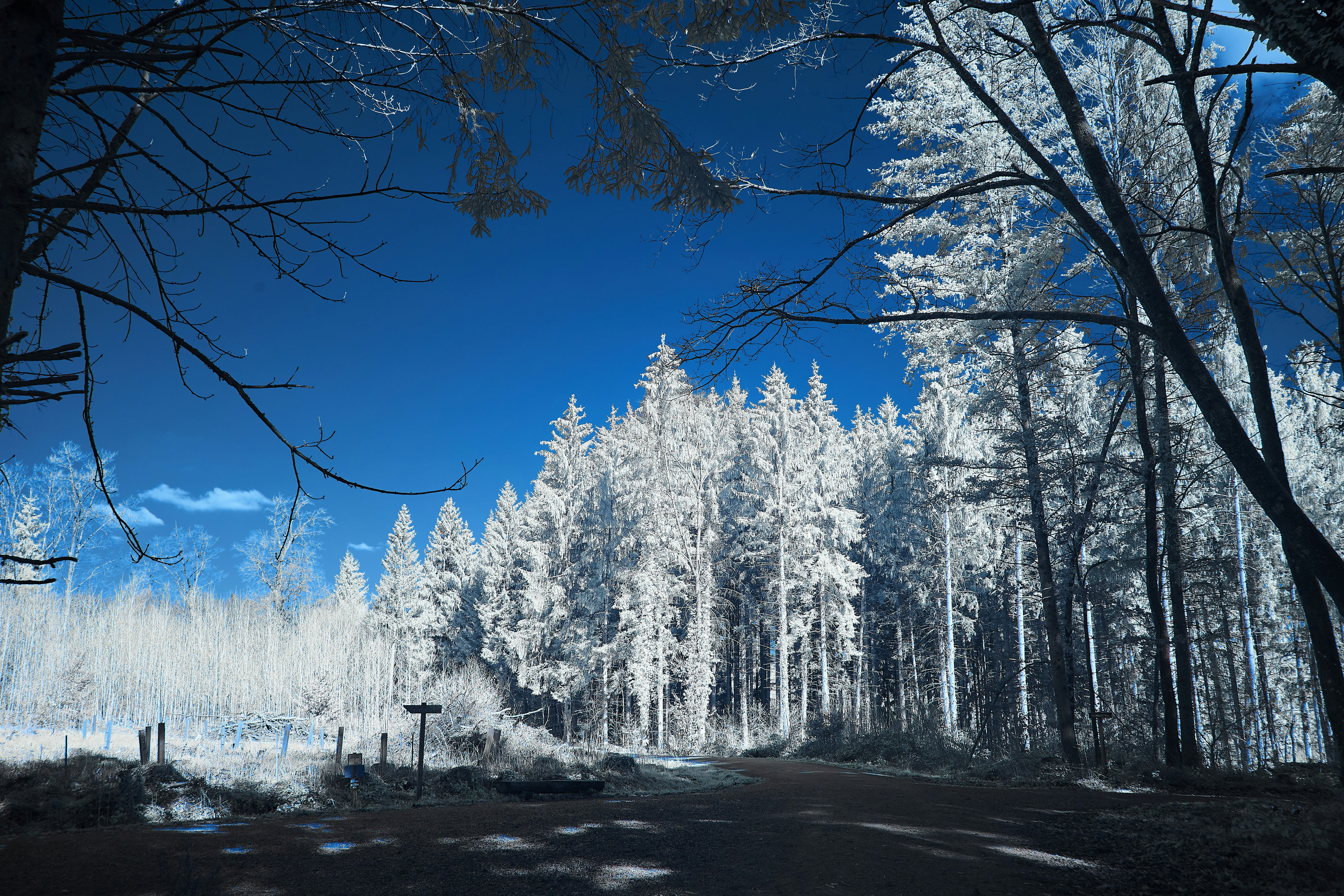 Photo by wolfgang_hasselmann