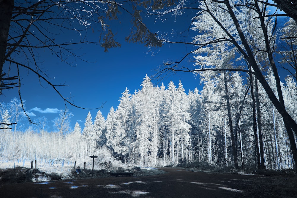 Alberi coperti di neve durante il giorno