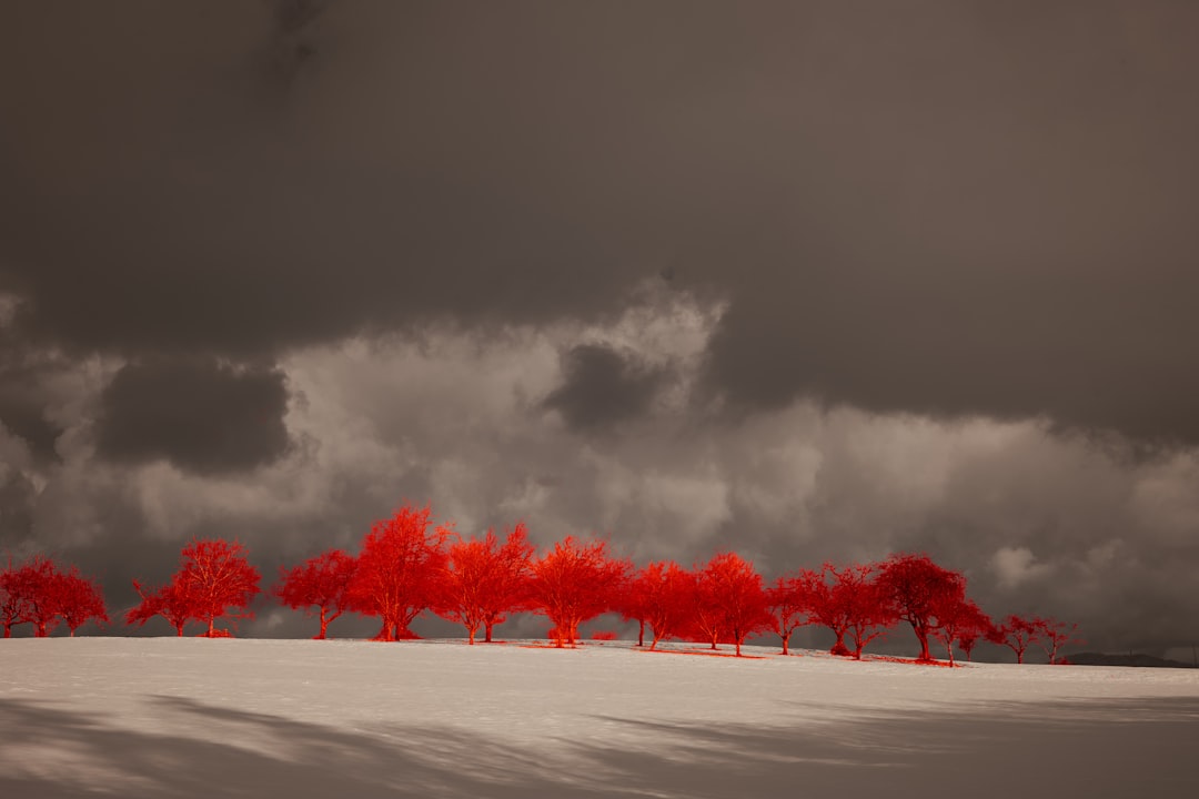 red trees on snow covered ground under cloudy sky