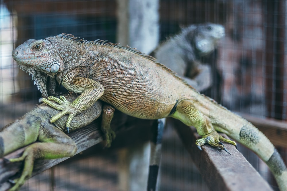 Dragón barbudo marrón y gris en rama de madera marrón durante el día