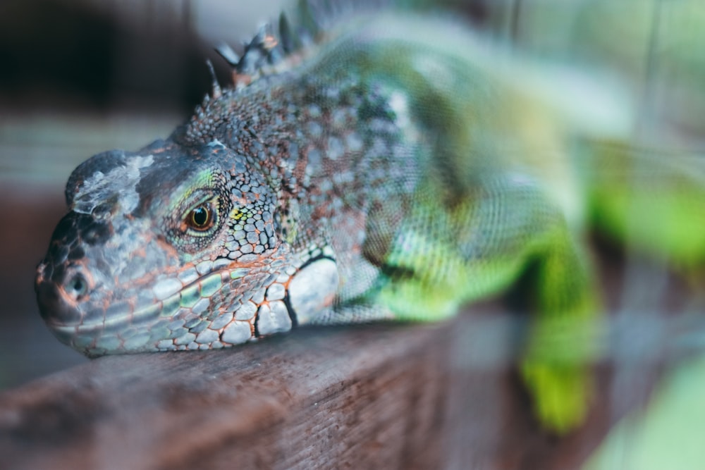 green and brown iguana on brown wooden surface