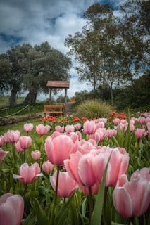 pink tulips near brown wooden bench under blue sky during daytime