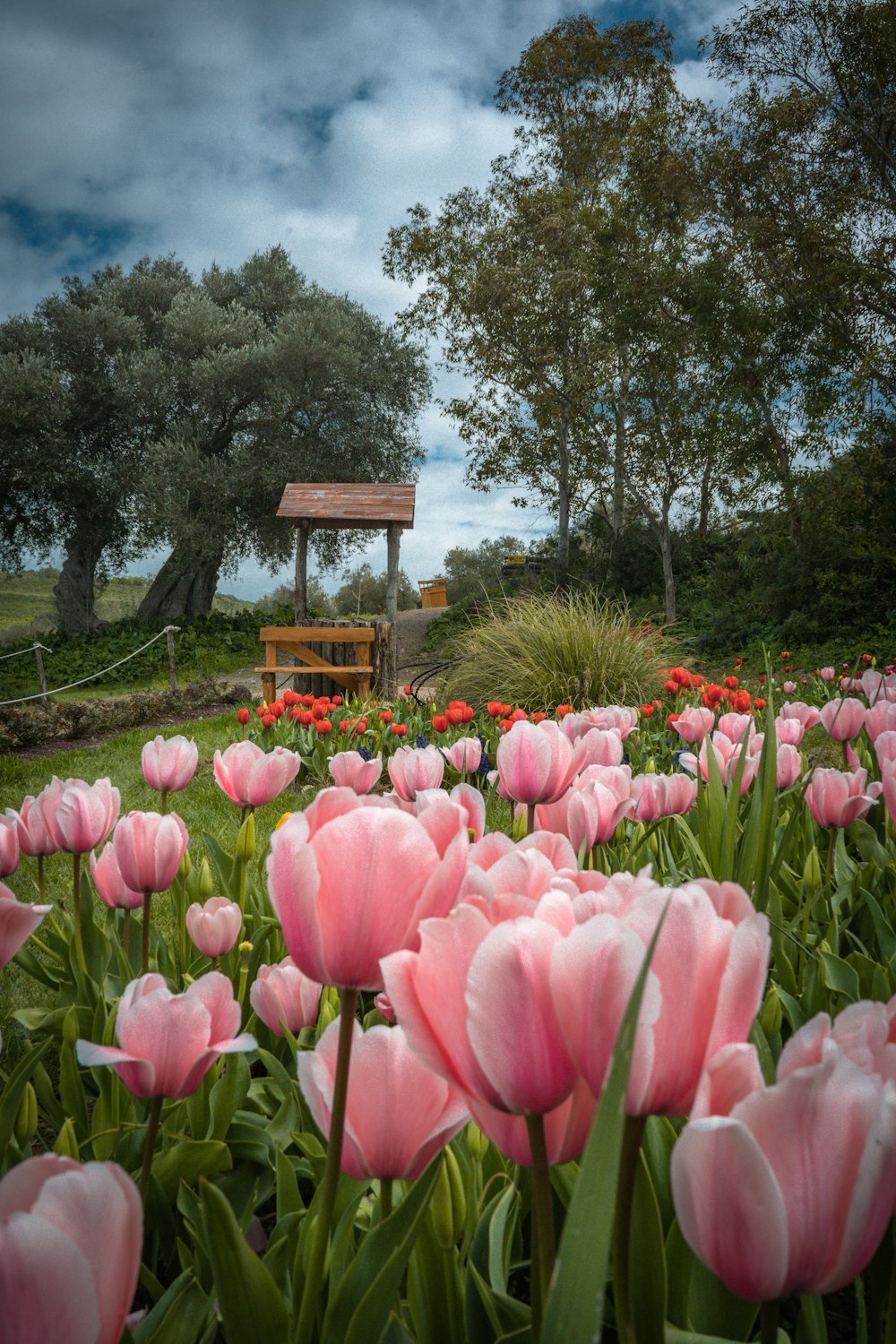 Tulipanes rosados cerca de un banco de madera marrón bajo el cielo azul durante el día