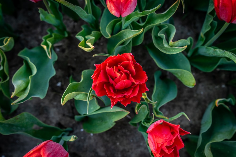 red roses in close up photography