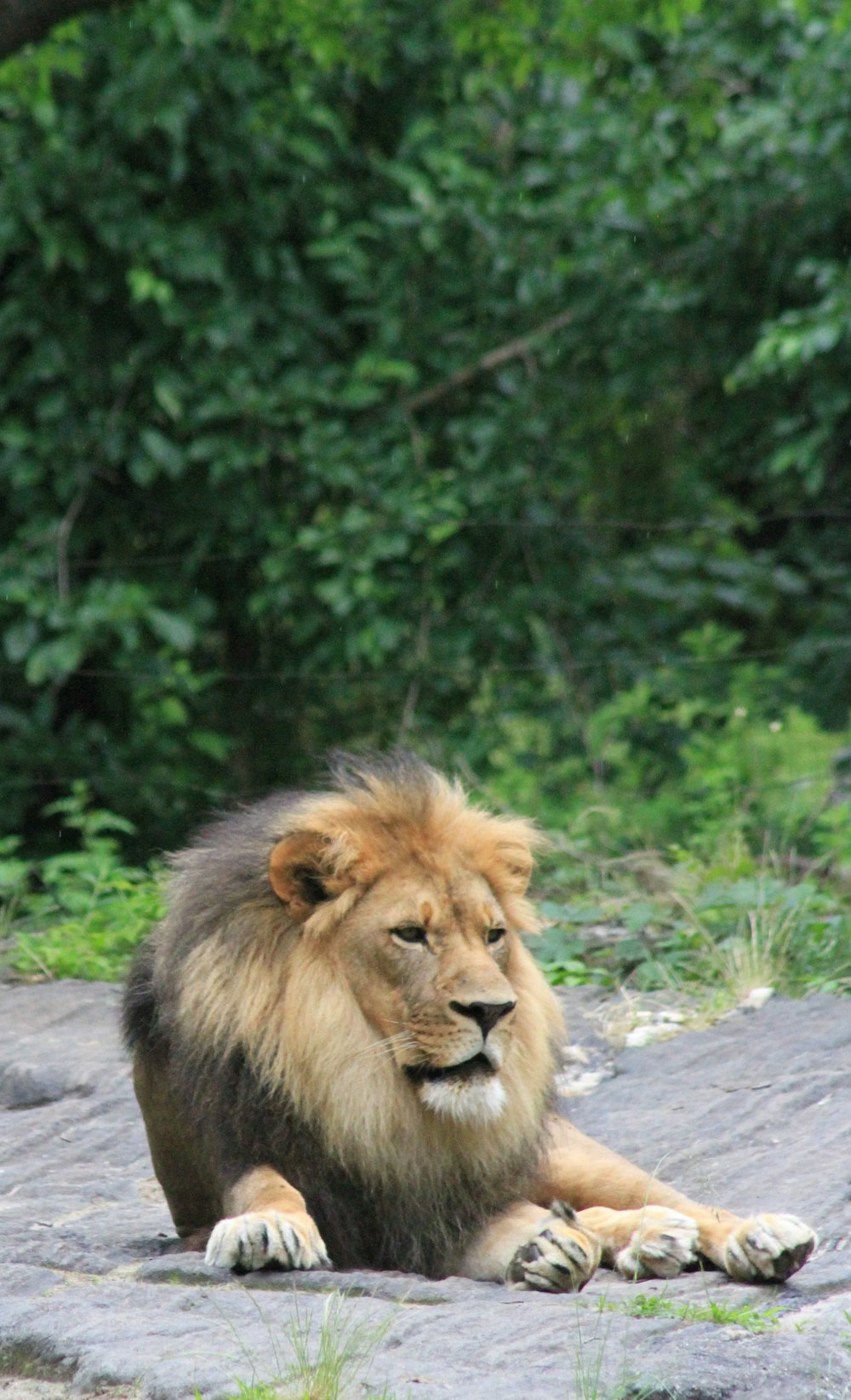 lion lying on rock during daytime