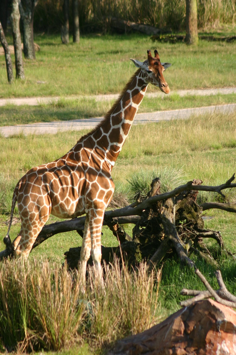 giraffe standing on green grass field during daytime