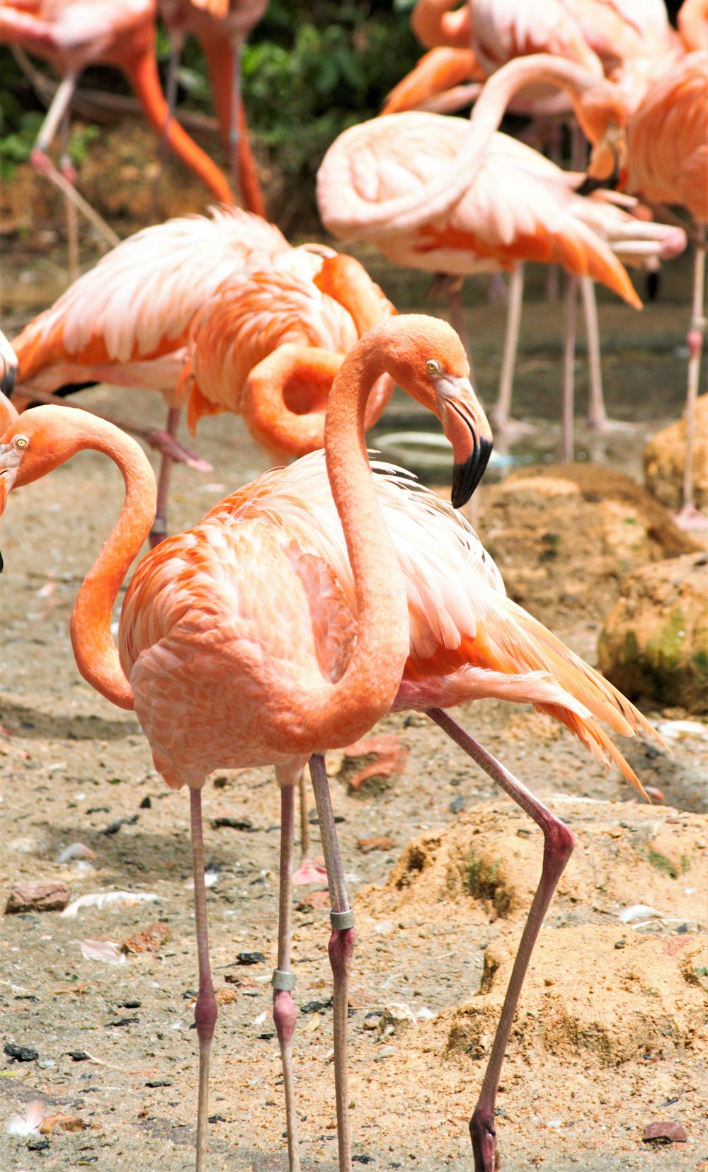 pink flamingos on brown soil during daytime