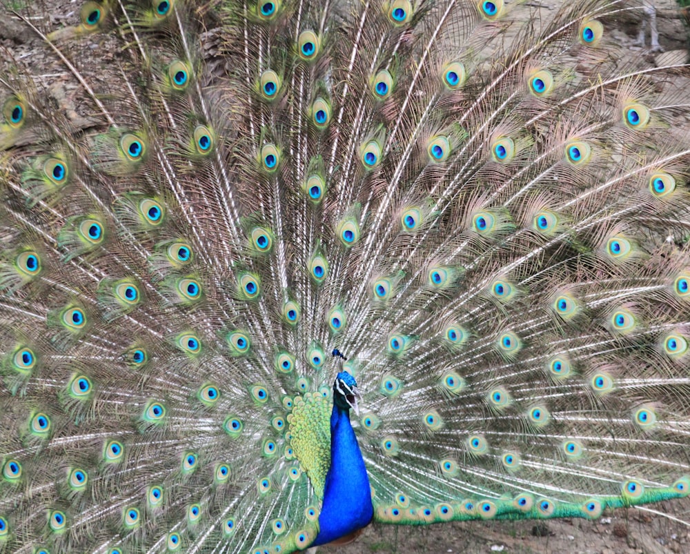 青と緑の孔雀の羽