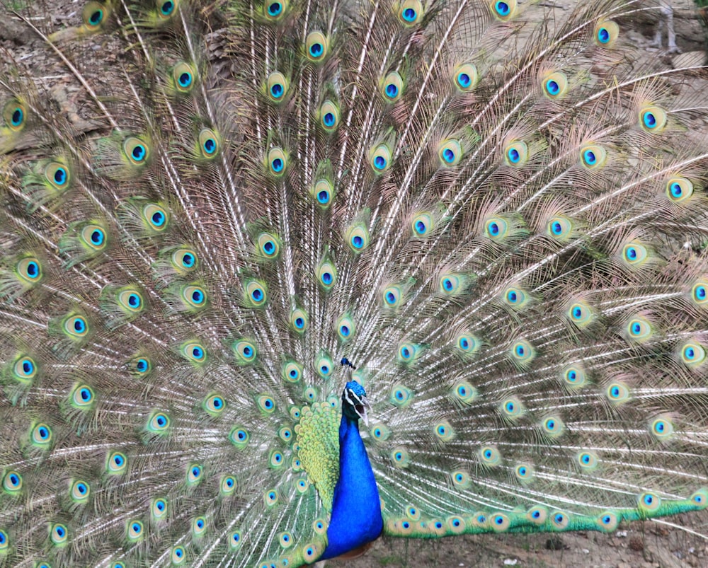 blue and green peacock feather